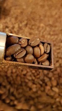 Secolino Premium Organic Fair Trade Coffee