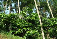 Indien Robusta Bio Kaffee Spengler NaturR&ouml;sterei