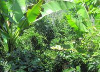 Tunki Kaffee Bio & Fair Peru Spengler NaturRösterei